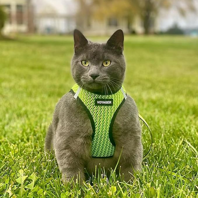 Best Pet Supplies - Image 8