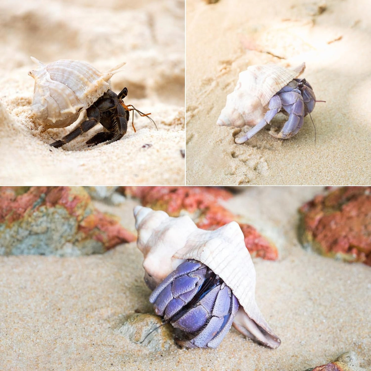 SINKOO 6PCS Hermit Crab Shells Medium to Large, Natural Sea Conch 2.3"-3.5"