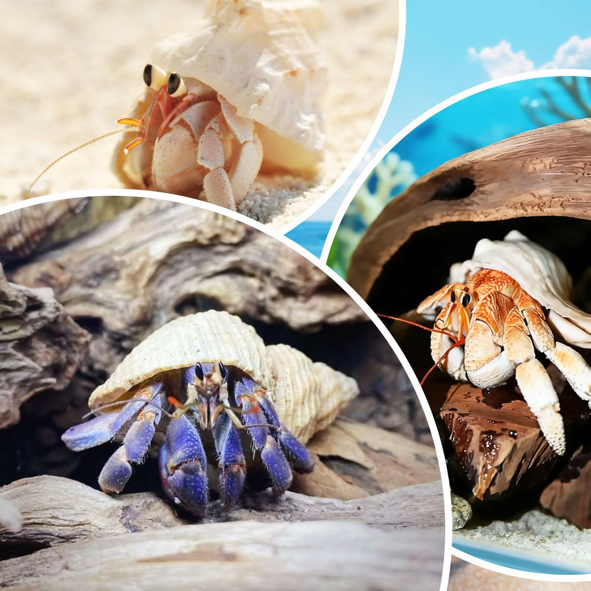 Hermit Crab Shells, 5 Pack, 2.8-4.5 in, Natural Turbo Shells
