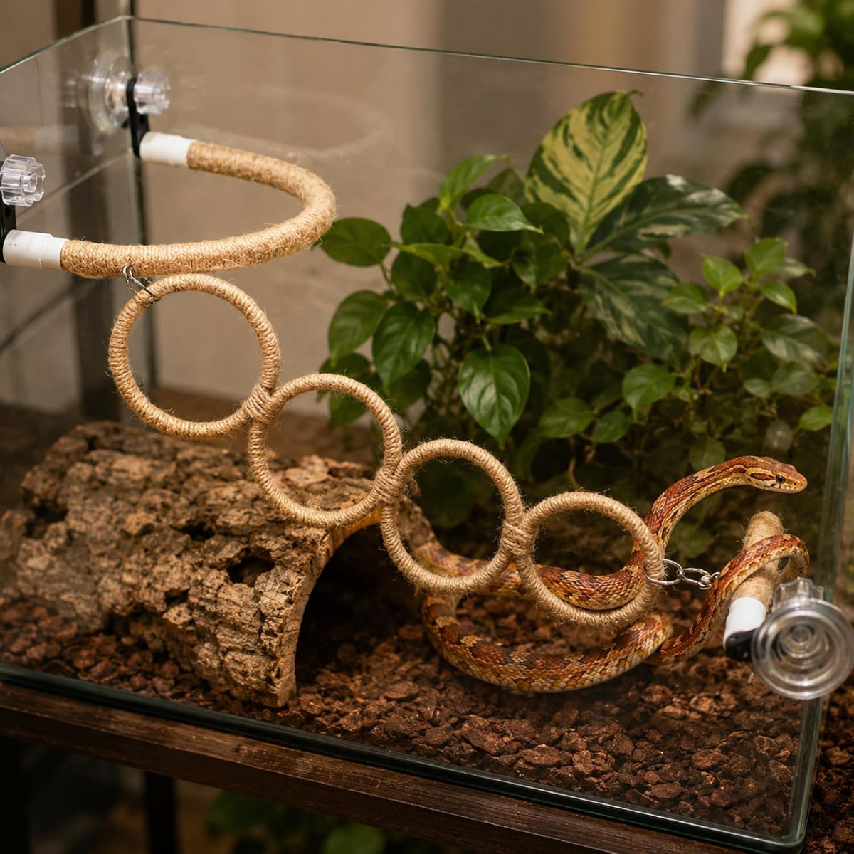 Snake Climbing Perch with 4 Rings and 3 Suction Cup Terrarium Mounts