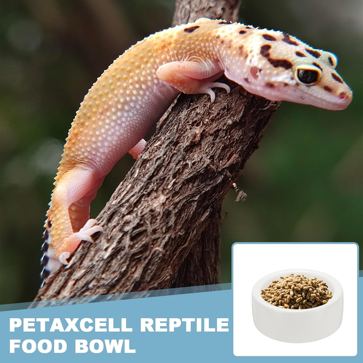 Reptile Food Bowl,Worm Water Dish Ceramic Pet Bowl 4In,White