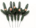 Praying Mantis Ootheca Egg Case on a Pine Branch(Five Egg Cases) – Imitate the Wild Environment, Release to the Garden, Nature, Each Ootheca can Produce up to 400 Baby mantises