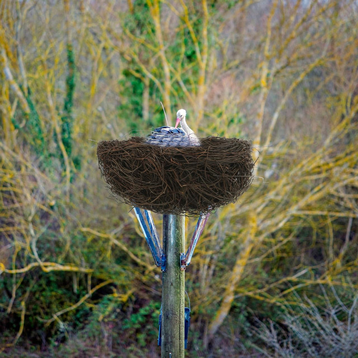 balacoo Rattan Bird Nest Decor Handmade Simulated Bird Nest Photo Prop and Table Decor for Birdcage Desk Tree Garden Easter Wedding Party Crafts 7.87 X 7.87 X 4.33 in