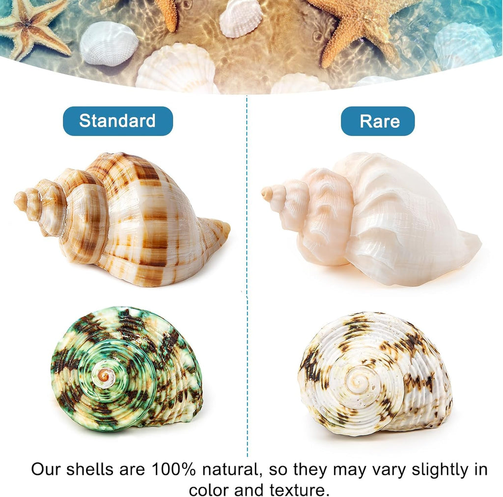 6PCS Hermit Crab Shells Medium to Large 2.3"-3.5" Shells, Opening 1"-2.1"