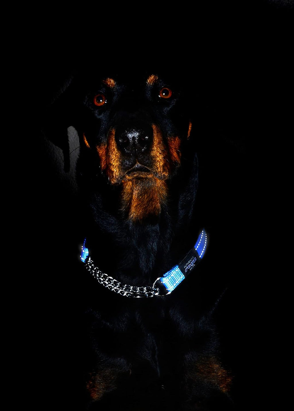Rogz Utility Large 3/4-Inch Reflective Fanbelt Obedience Half-Check Dog Collar, Blue