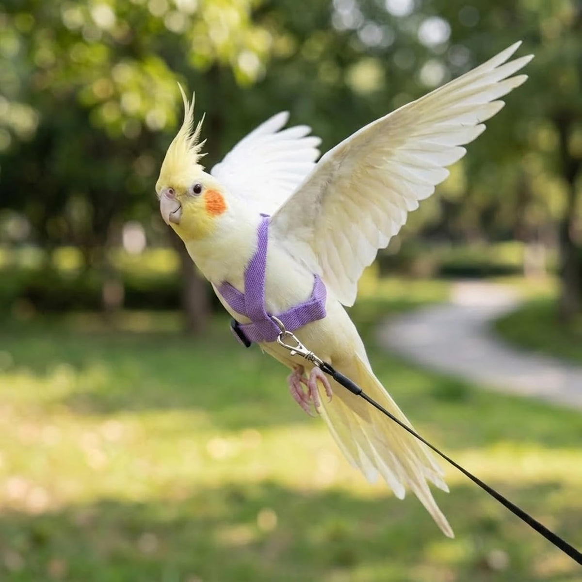 2 Pack Parrot Harness and Leash - Adjustable Bird Flight Vest