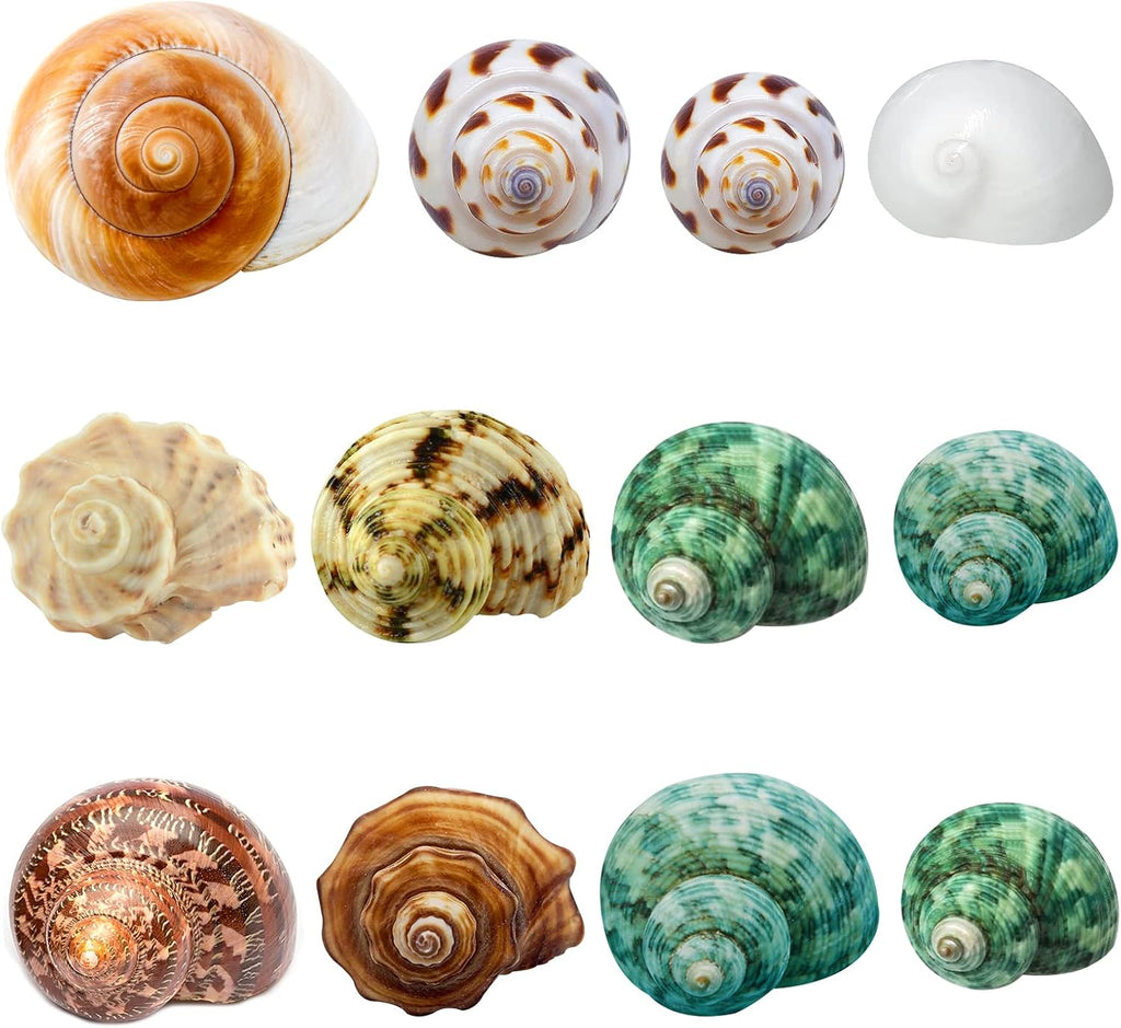 12PCS Hermit Crab Shells Medium and Large Growth Turbo Seashells 1.18"-3.2"