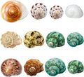 12PCS Hermit Crab Shells Medium and Large Growth Turbo Seashells 1.18"-3.2"