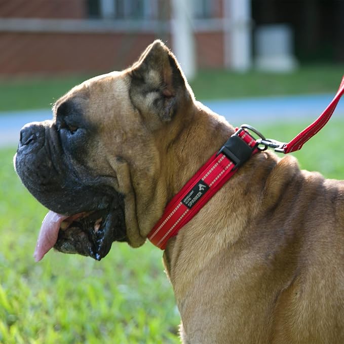 EXCELLENT ELITE SPANKER Reflective Dog Collar Classic Soft Padded Breathable - Image 6