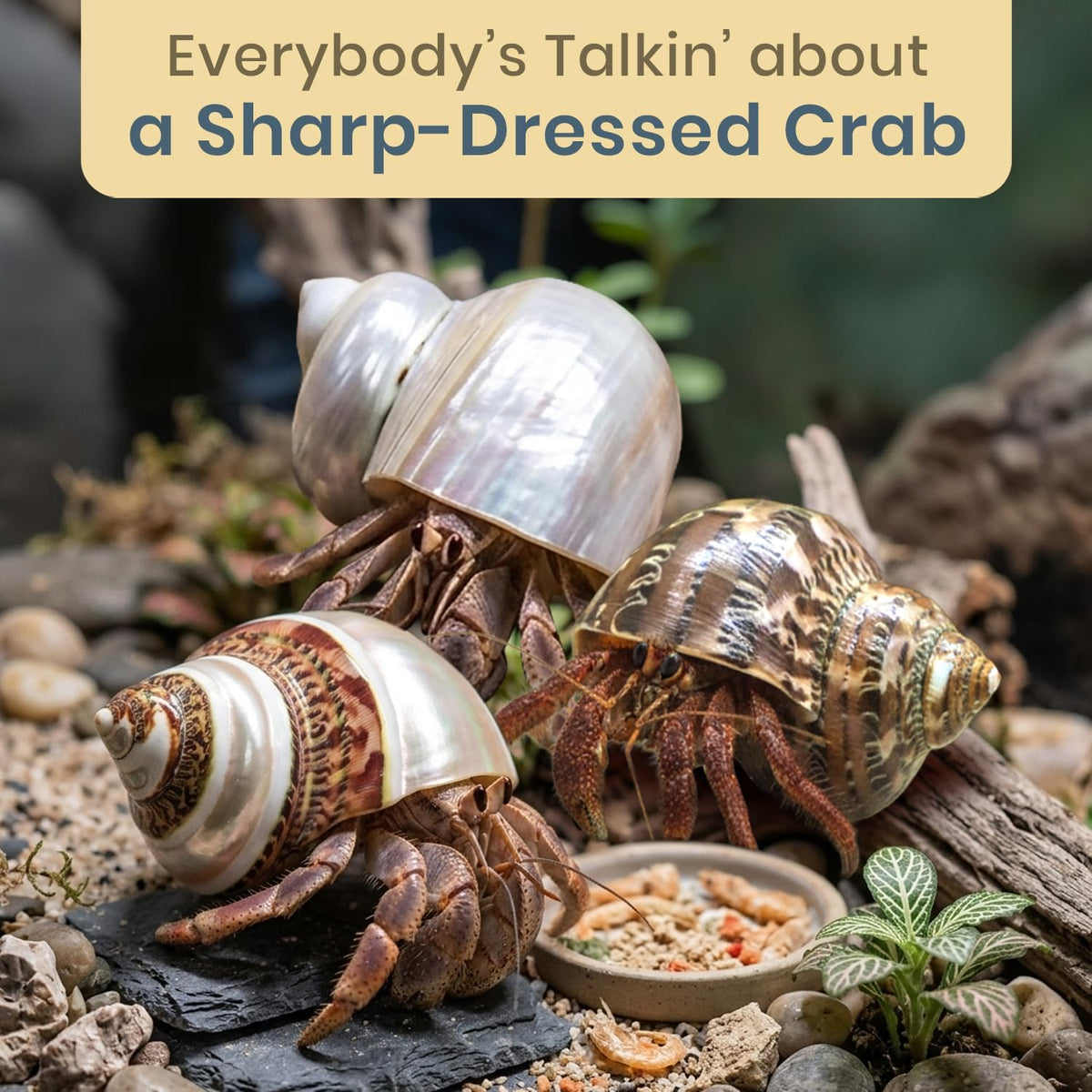 Hermit Crab Shells | Turbo Shells | 1 Brown, 1 Banded, and 1 White Pearlized Turbo Shells 1.75"-2" | Opening Size Approx. 1" | Hermit Crab House for Décor | Plus Free Nautical eBook by Joseph Rains