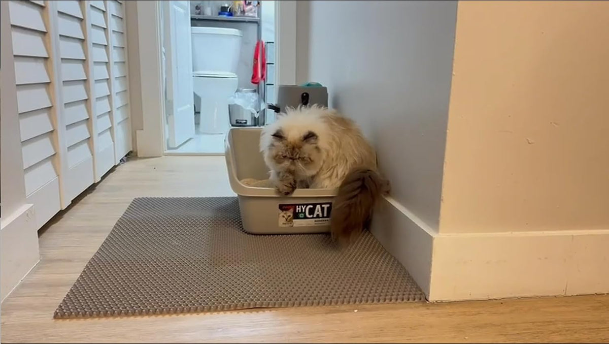 XL Extra Large Cat Litter Box Trapping Mat with Honeycomb Catcher for Indoor Kitty 36x30 Inch, Waterproof and Washable Easy Clean, Anti Tracking from Paws Mess Free, Heavy-duty Non slip