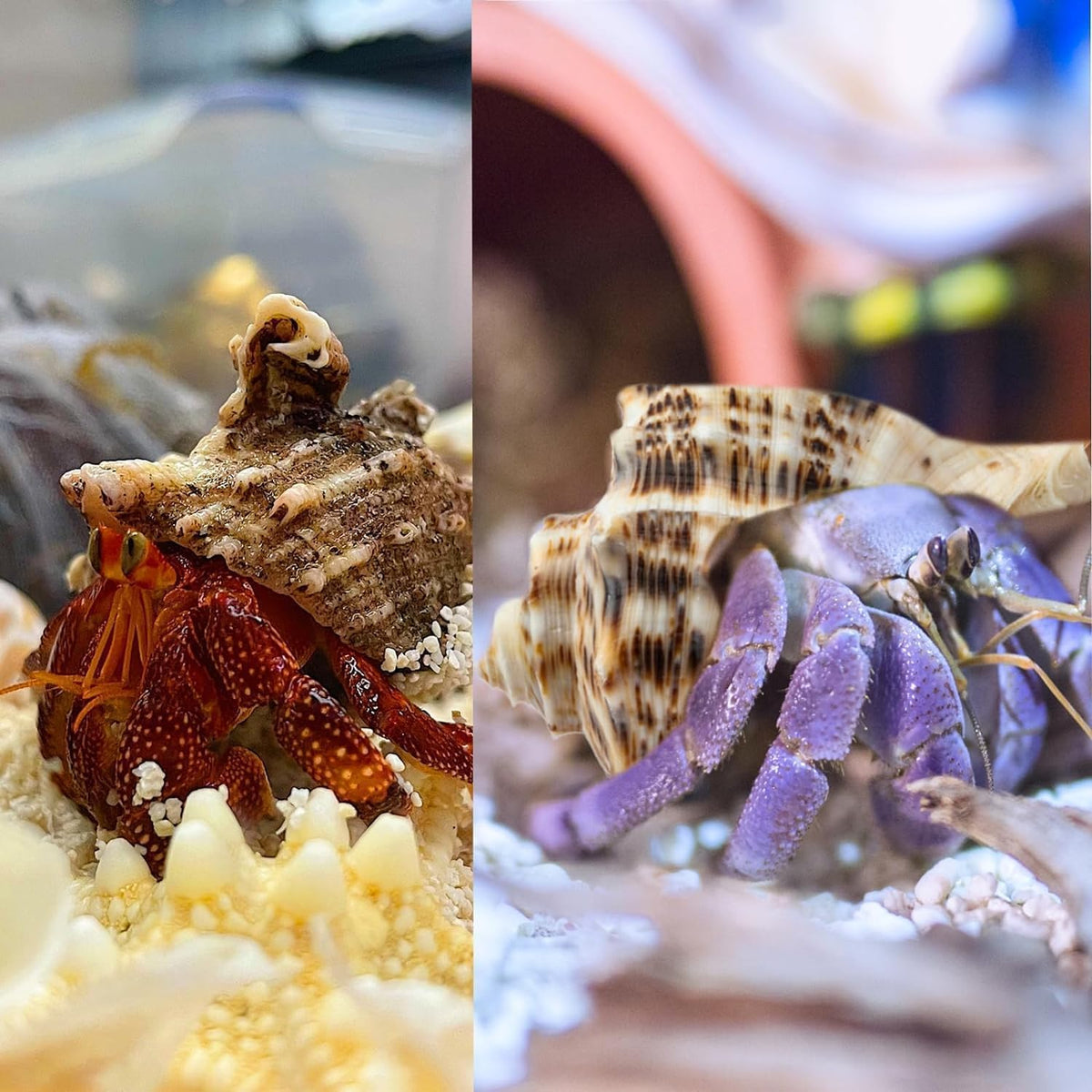 5Pcs Large Hermit Crab Shells Natural Sea Conch Size: 3"-4.5" Turbo Seashells for Hermit Crab Supplies Hermit Crab House for Décor No Paint or Dye