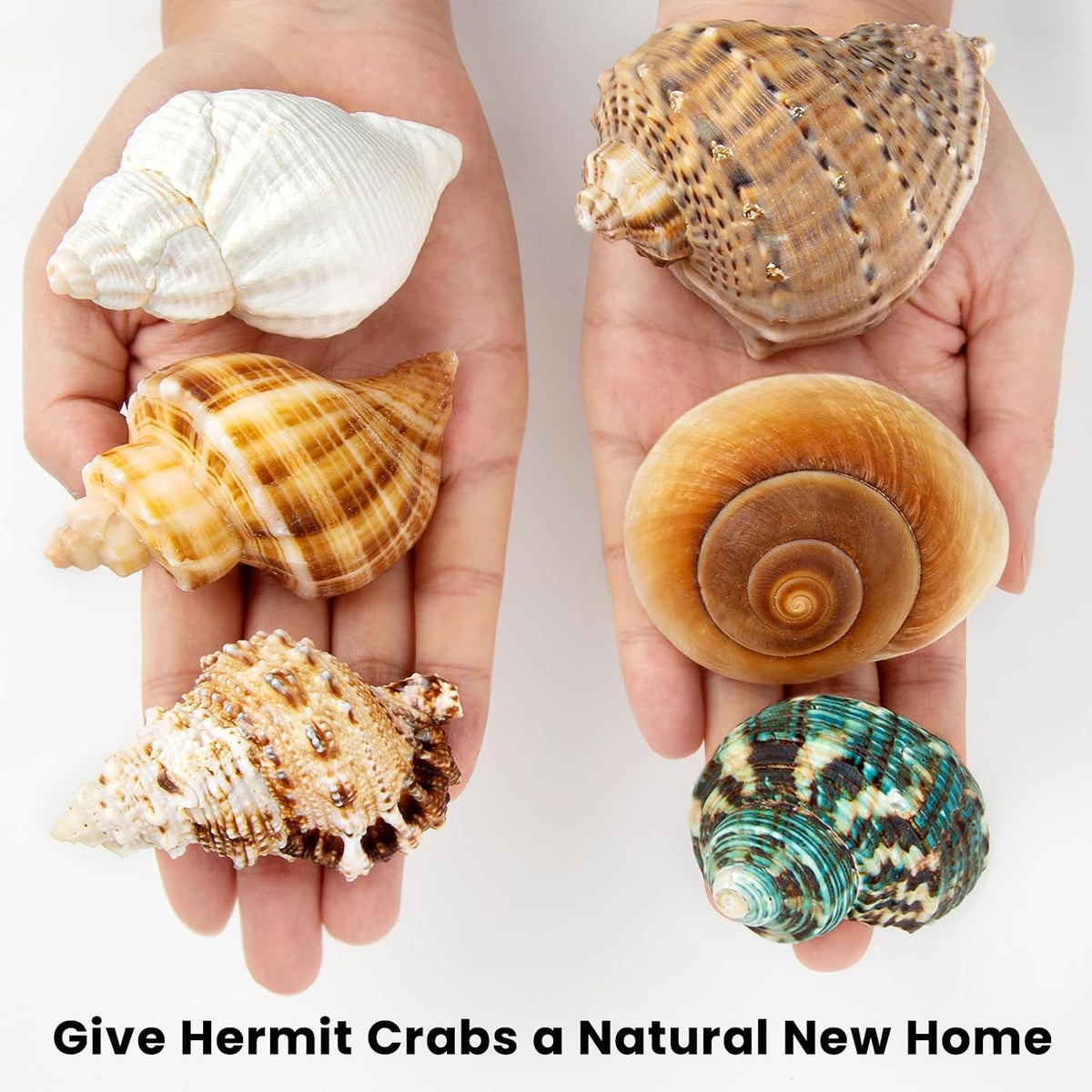 6PCS Hermit Crab Shells Medium to Large 2.3"-3.5" Shells, Opening 1"-2.1"