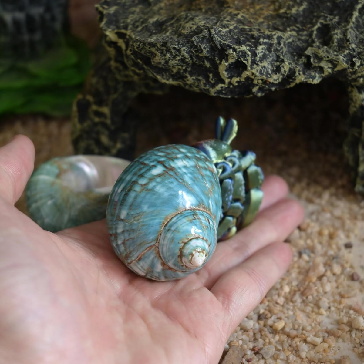 2pcs Medium Hermit Crab Shells, M Size Opening 1", Natural Sea Conch