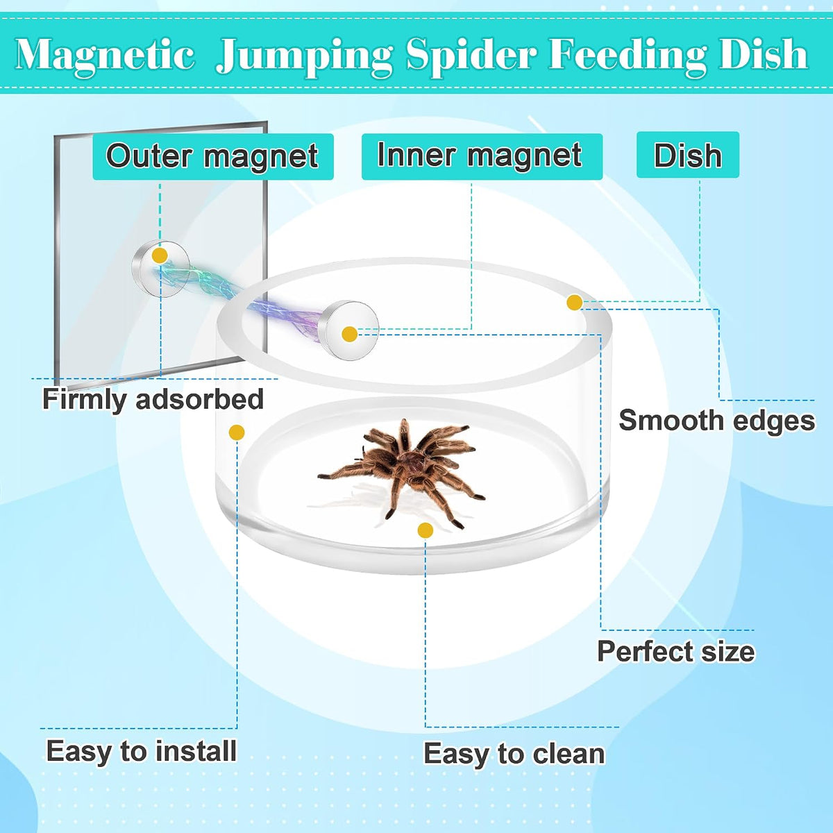 Jumping Spider Magnetic Water Feeding Dish for Small Pets