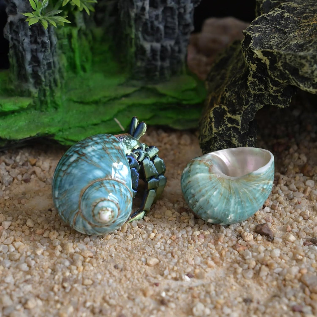 2pcs Medium Hermit Crab Shells, M Size Opening 1", Natural Sea Conch