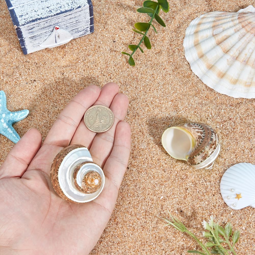 PH PandaHall 2pcs Large Hermit Crab Shells, 2.1x2.3x1.6 Inch Natural Sea Conch Ornament Opening Mouth 1~1.1 inch Turbo Seashells for Pet Crab Habitat Aquarium Crafting Resin Candle Projects, Brown