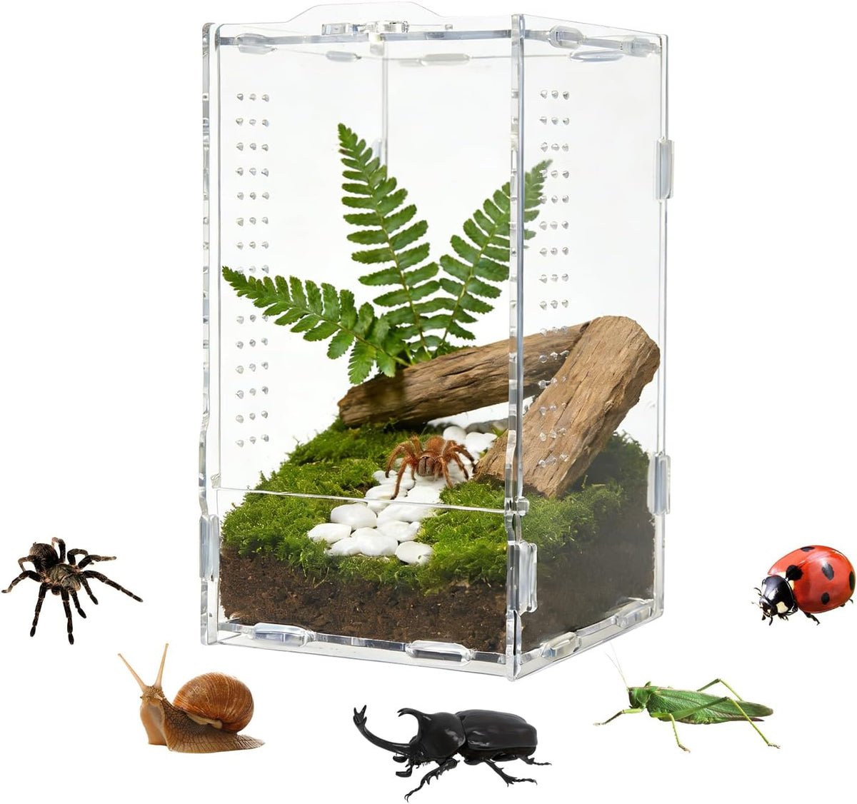 Jumping Spider Small Terrarium 3.5×3.5×9.5 Inch Acrylic Enclosure