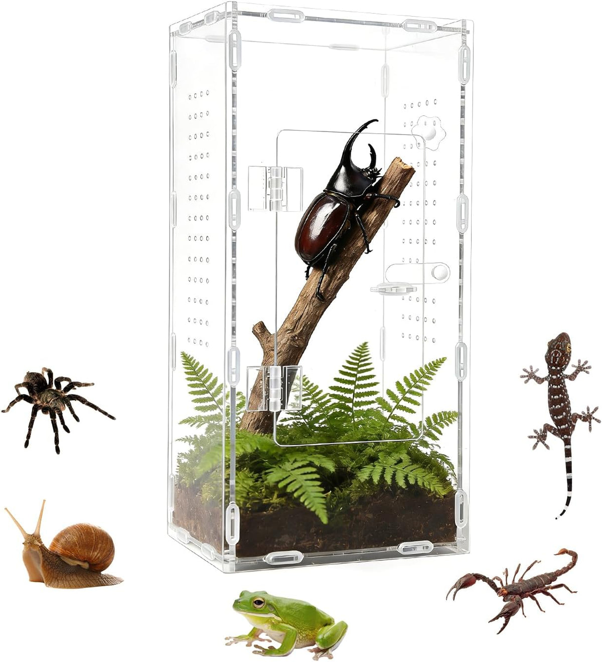 Tall Jumping Spider Enclosure, 6×6×11 in Front Opening Enclosure
