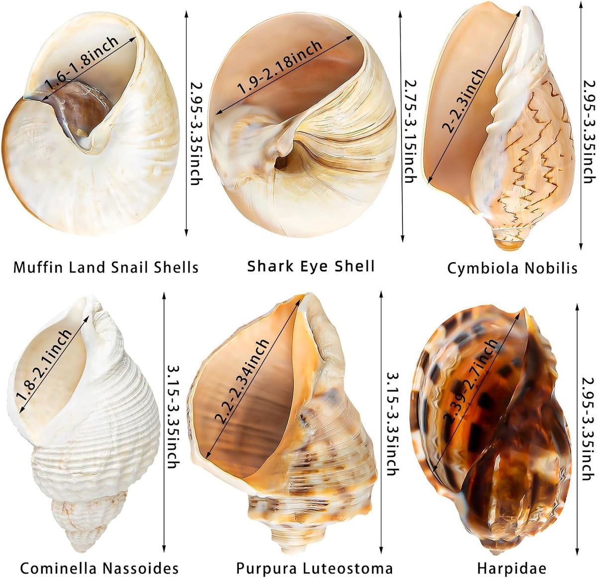 6PCS Large Hermit Crab Shells 3"-3.5" Seashells, Opening 1.5"-2.5"