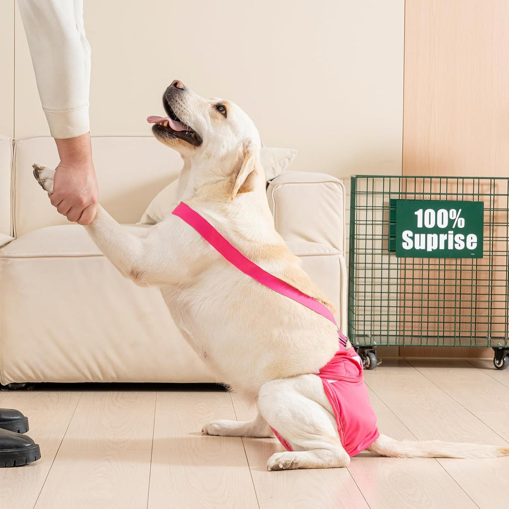 Avont 3 Pack Washable Female Dog Diaper with Suspender - M