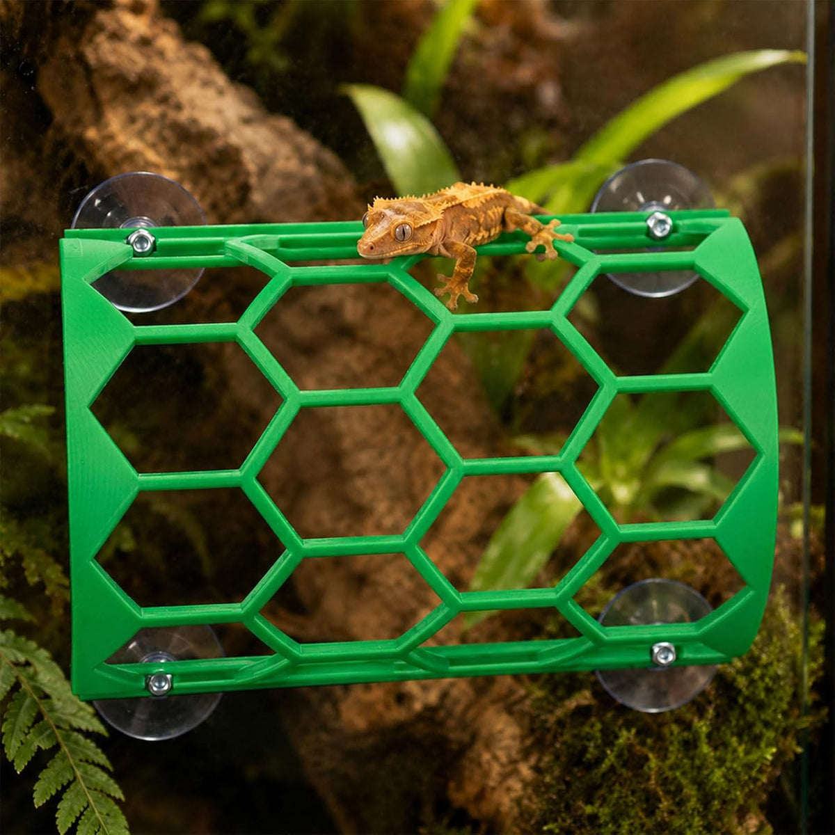 Reptile Climbing Shelf, Suction Cup Honeycomb Platform Snake Tank(Green)