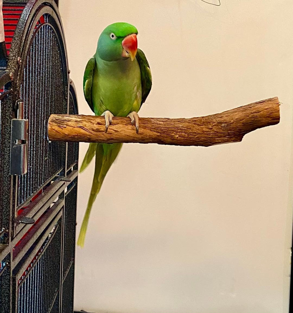 Polly's Single Bolt Hardwood Cage Perches Made in USA for Budgies, Parakeets, Cockatiels, Greys, Amazons, Blue & Gold Macaws, Cockatoos, Green Wing Macaws & Hyacinths. (X-Large)