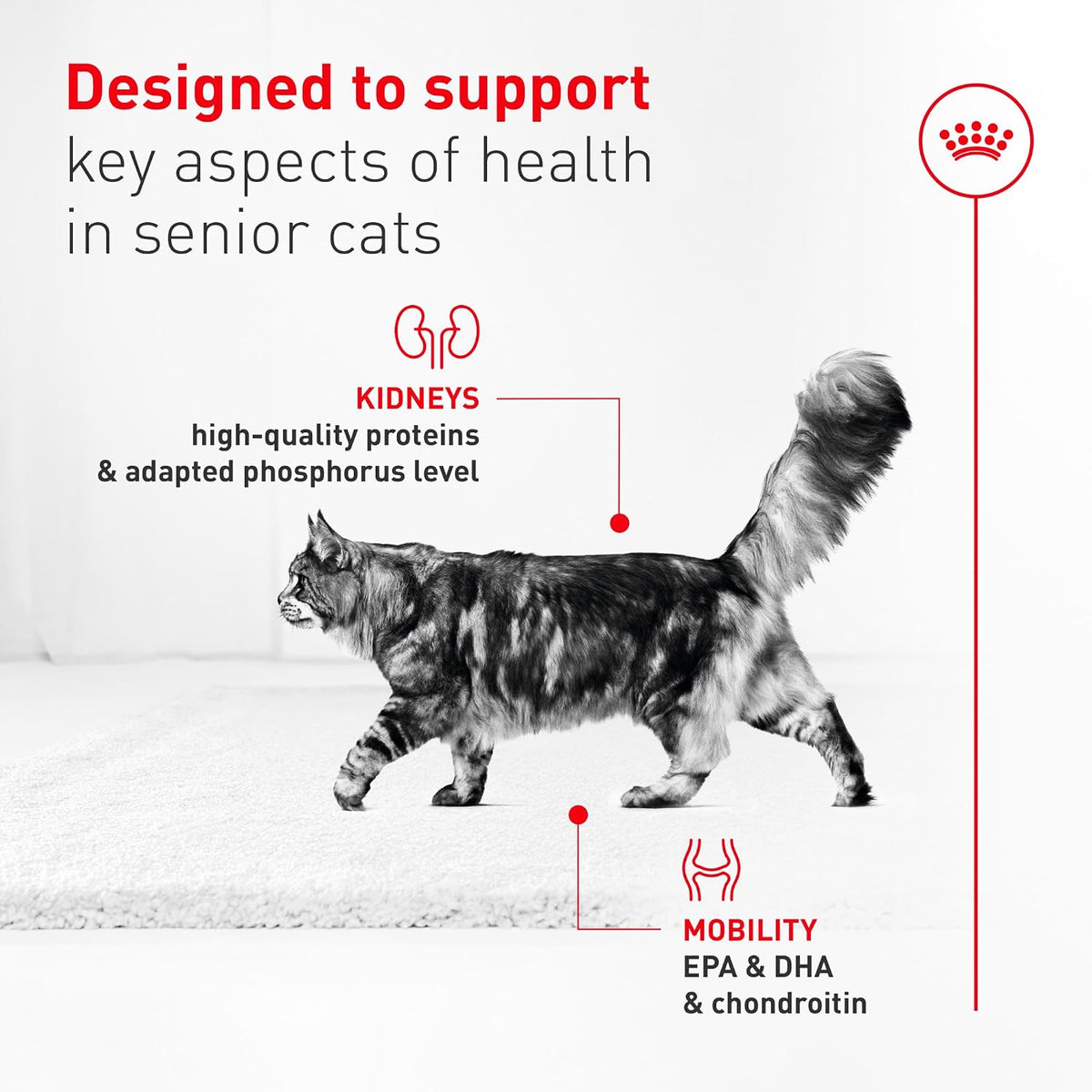 ROYAL CANIN Feline Health Nutrition Aging 11+ Wet Cat Food for Seniors, Thin Slices in Gravy for Cats Over 11 Years, Supports Optimal Health & Vitality, 3 oz can, case of 12