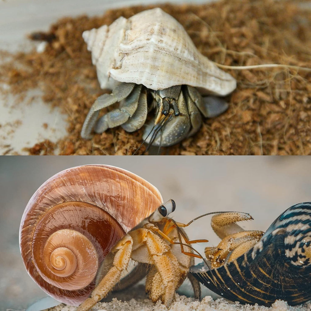 6PCS Large Hermit Crab Shells 3"-3.5" Seashells, Opening 1.5"-2.5"
