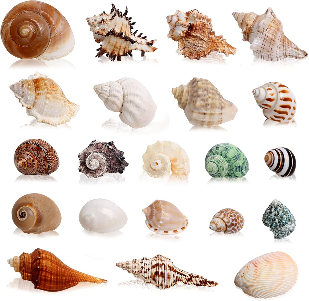 21PCS Hermit Crab Shells Medium Small 1.2"-3.9" Seashells, Opening 0.5"-2"