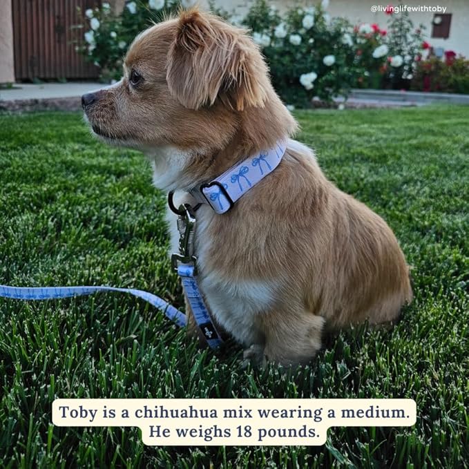 Lucy & Co. Dog Collar - Image 4
