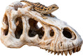 Dinosaur Skull Reptile Basking Platform, Resin Fish Tank & Terrarium Decor for Bearded Dragons, Lizards, Geckos - Aquarium Decor, Tarantula Hide Cave