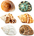6PCS Hermit Crab Shells Medium to Large 2.3"-3.5" Shells, Opening 1"-2.1"