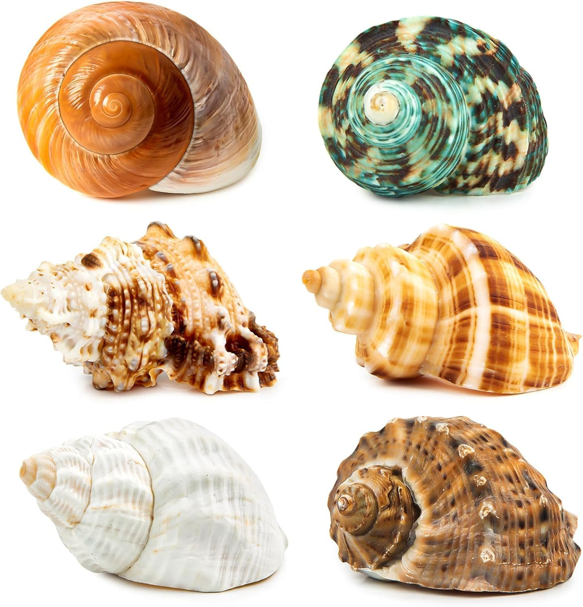 6PCS Hermit Crab Shells Medium to Large 2.3"-3.5" Shells, Opening 1"-2.1"