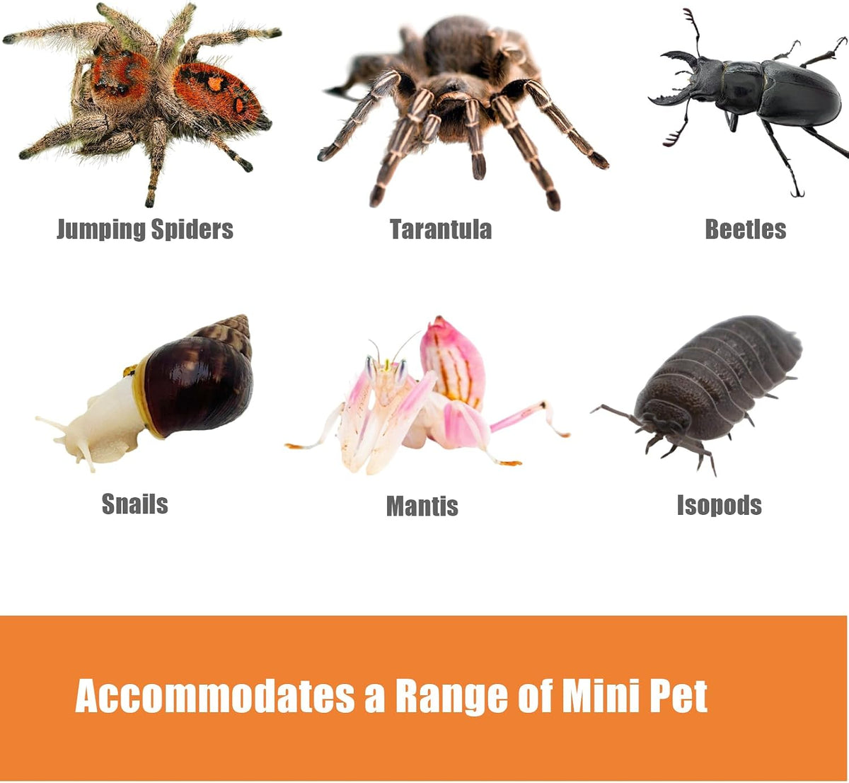 Acrylic Jumping Spider Enclosure Large 6”x6”x10” with Front Door, Arboreal Tarantula Enclosure, Praying Mantis Habitat for Spider, Mantis, Snail, Tarantula, Isopods, Beetles, Millipedes