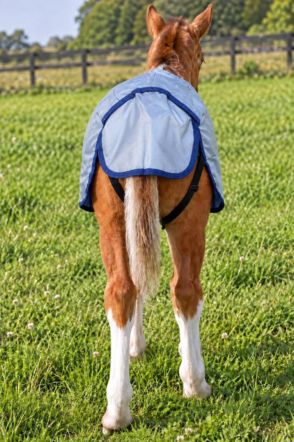 CHALLENGER 1680D Miniature Weanling Donkey Pony Horse Foal Winter Blanket