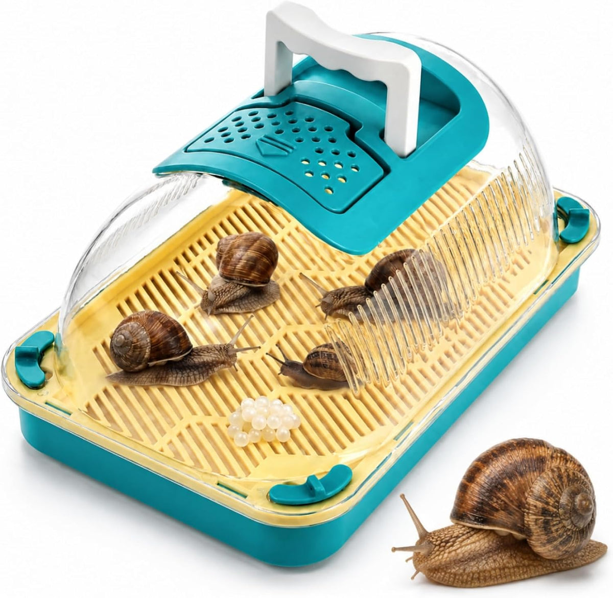 Snail Terrariums Breeding Box, Plastic Habitat Tank Starter Kit for Small Reptile, Rectangle Clear Snail Enclosure with Handle & Air Vents, Feeding Box for Beetles Spider Praying Mantis