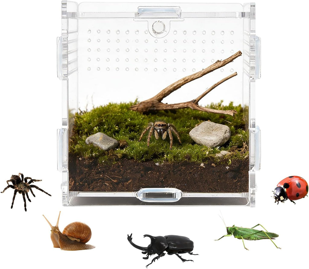 Jumping Spider Small Terrarium 3.5×3.5×9.5 Inch Acrylic Enclosure