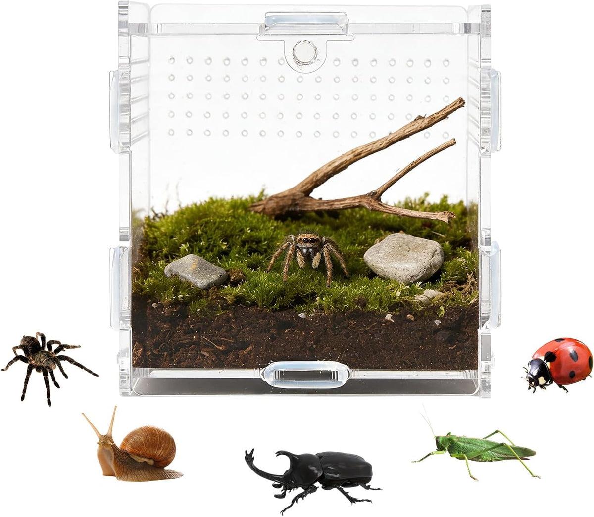 Jumping Spider Small Terrarium 3.5×3.5×9.5 Inch Acrylic Enclosure