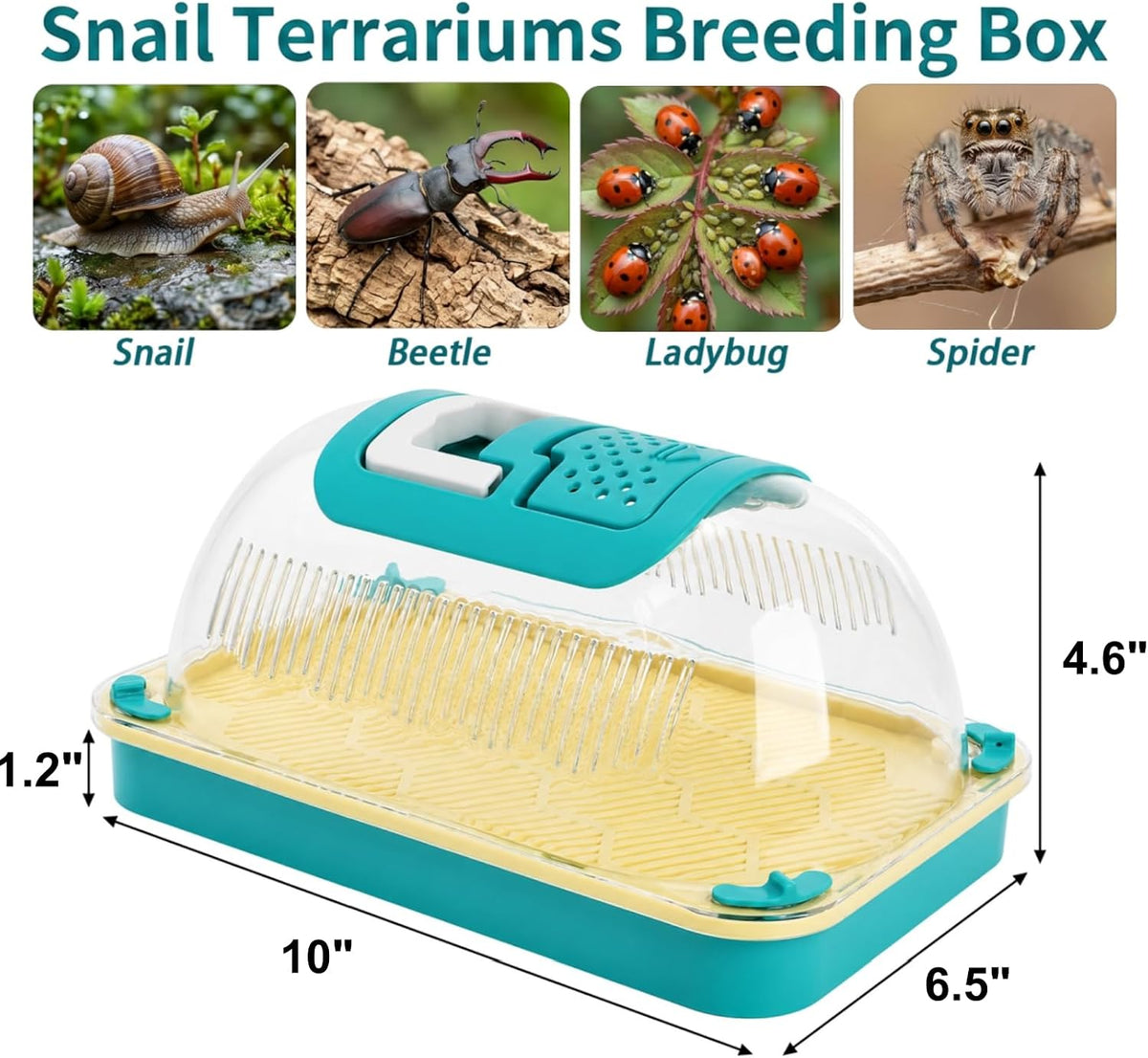 Snail Terrariums Breeding Box, Plastic Habitat Tank Starter Kit for Small Reptile, Rectangle Clear Snail Enclosure with Handle & Air Vents, Feeding Box for Beetles Spider Praying Mantis