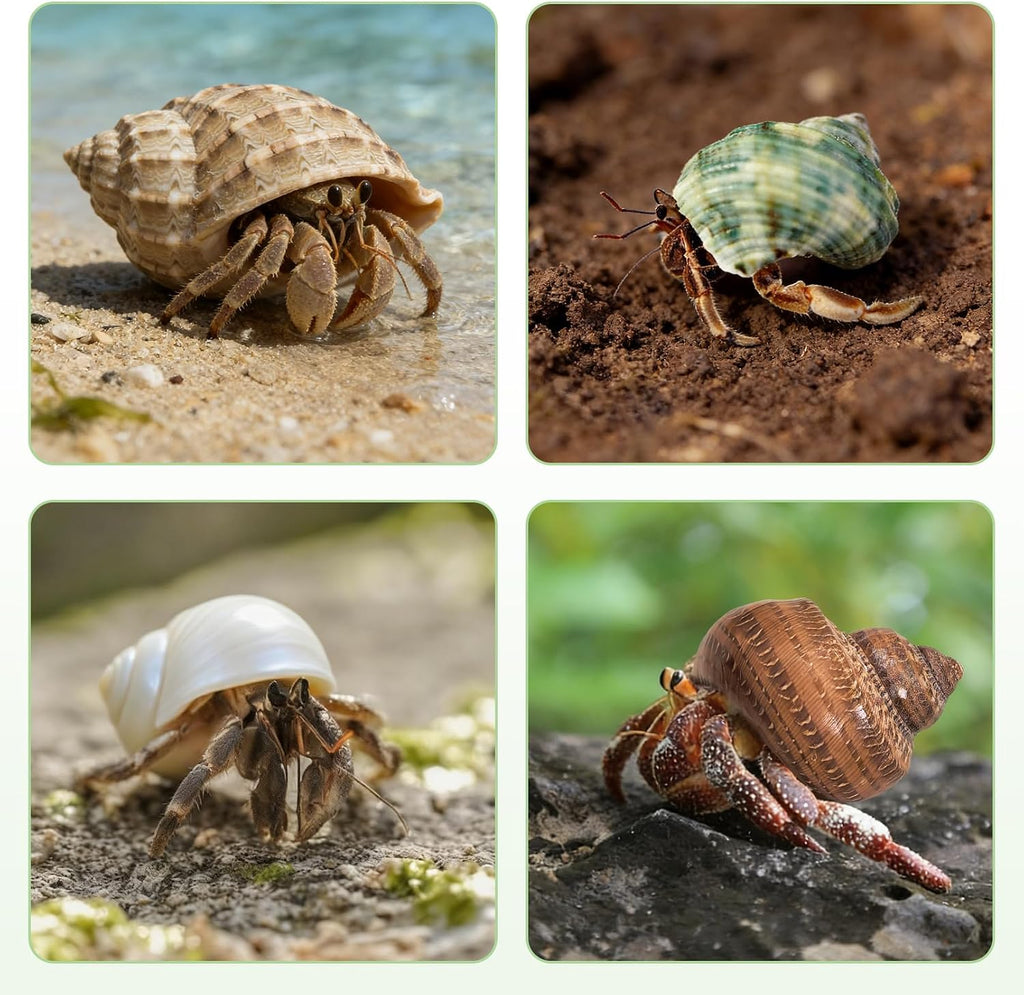 kathson Hermit Crab Accessories,2 Pcs Hermit Crab Coconut hut and 8 Pcs Assorted Turbo Shells, Natural Hermit Crab Habitat Decoration Tank Supplies Hideout