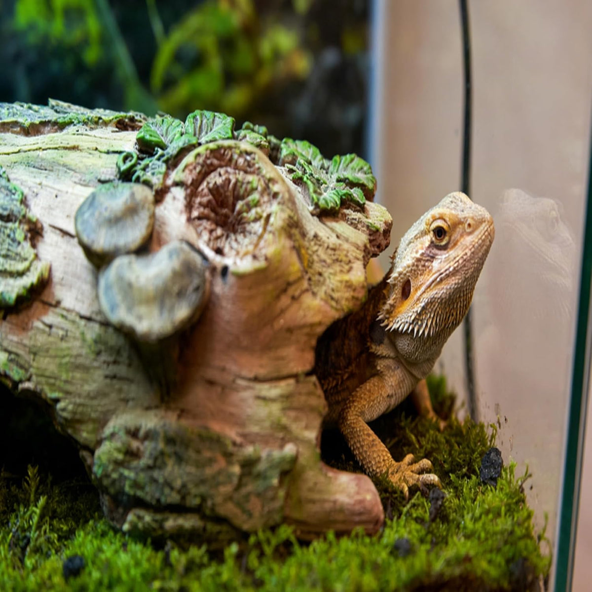 Resin Reptiles Hollow Tree Trunk Habitat Decor Reptile Log Hides Caves Bearded Dragon Hideout Cave Bark Habitats Decoration Gecko Hut for Lizard Chameleon Crested Gecko Snake Spider (3Pcs)
