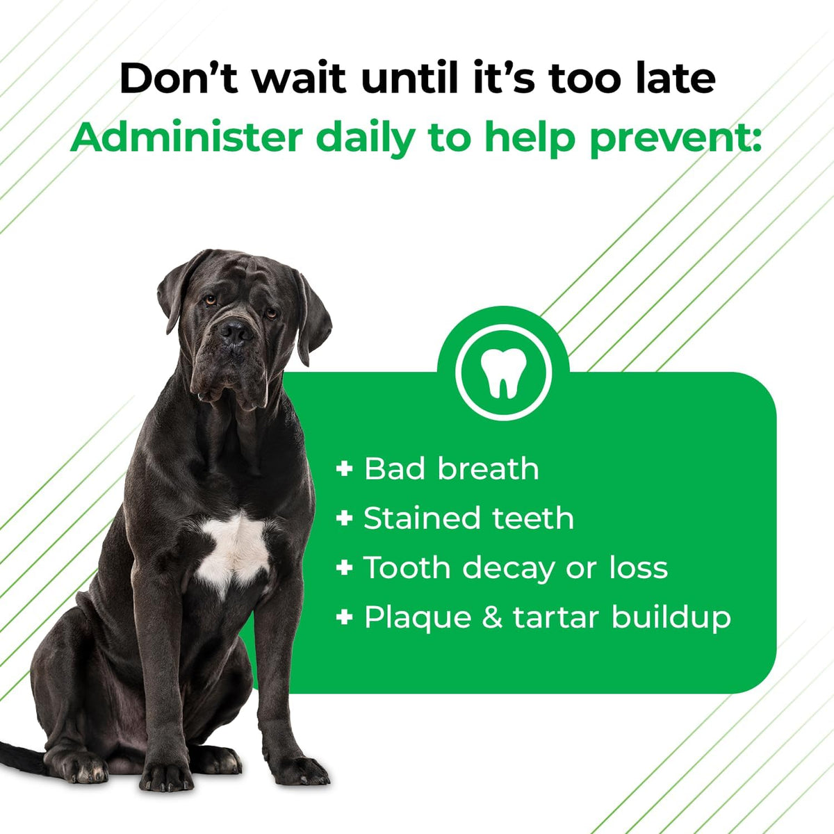 VetriScience Cat & Dog Dental Powder 192 Servings + Vet's Best Dog Toothbrush & Toothpaste Kit