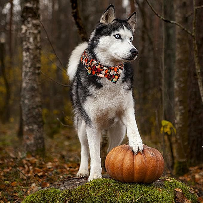 Fall Dog Collar, Leaf Pumpkin Print Adjustable Pet Collar Cute Cotton Soft - Image 6