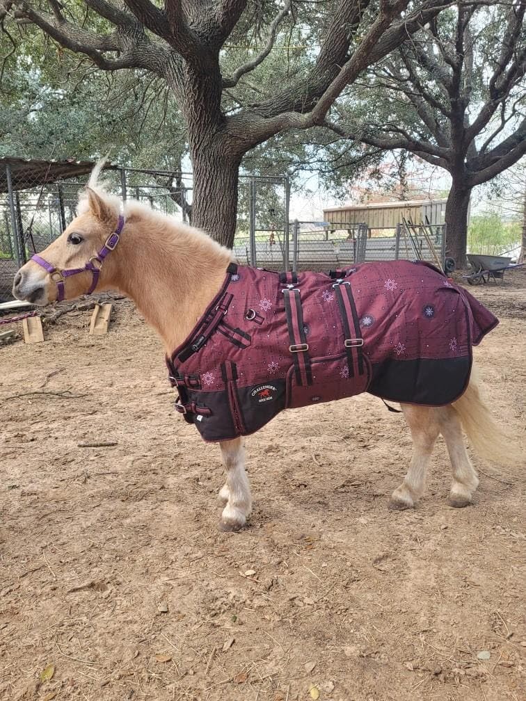 CHALLENGER 1200D Miniature Weanling Donkey Pony Horse Foal Winter Blanket