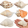 Hermit Crab Shells, 5 Pack, 2.8-4.5 in, Natural Turbo Shells
