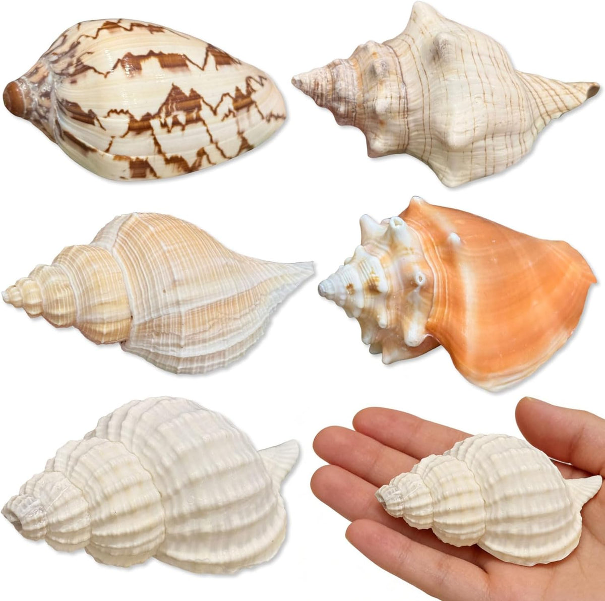 Hermit Crab Shells, 5 Pack, 2.8-4.5 in, Natural Turbo Shells