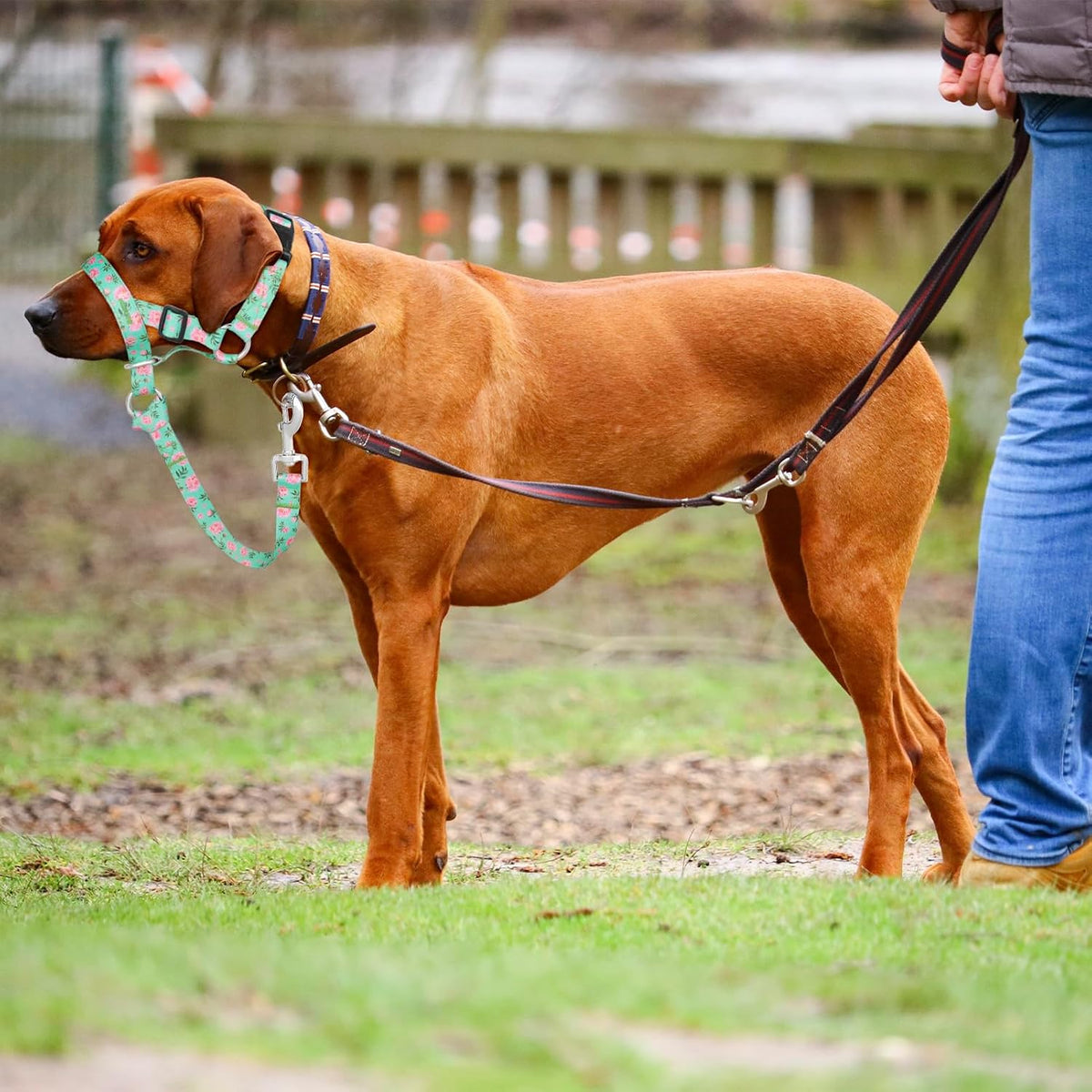 Dog Head Collar, Printed No-Pull Headcollar, Adjustable Dog Head Halter Gentle Lead with Safety Link, 3 Colors Muzzle Leash for Small Medium Large X-Large Dogs Easy Walks(XLarge, Peony)