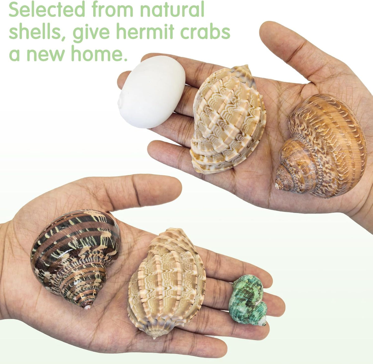 kathson Hermit Crab Accessories,2 Pcs Hermit Crab Coconut hut and 8 Pcs Assorted Turbo Shells, Natural Hermit Crab Habitat Decoration Tank Supplies Hideout