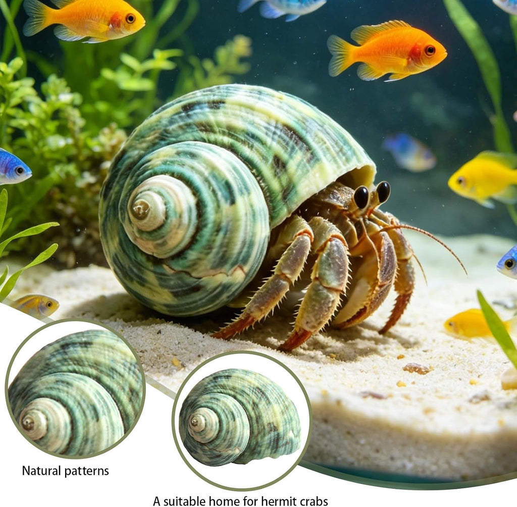 10Pcs Hermit Crab Shells, Natural Sea Shells Set, Beach Decor